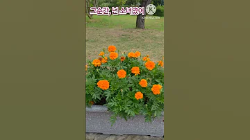 그순간 넌 소녀였어 트롯트 작사신선한트로트 트롯인생 노래 AI 
