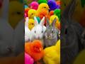 Ayam Lucu, ayam warna warni, ayam rainbow, kelinci lucu, bebek lucu, ikan koi, Hewan Lucu