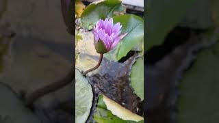 nature love rain flowers