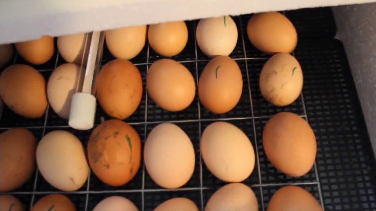 Чем обработать яйца перед закладкой в инкубатор. Инкубатор Птицевод 64 яйца. Инкубация яиц идеальная наседка. Инкубационное яйцо в инкубаторе. Куриные яйца в инкубаторе.