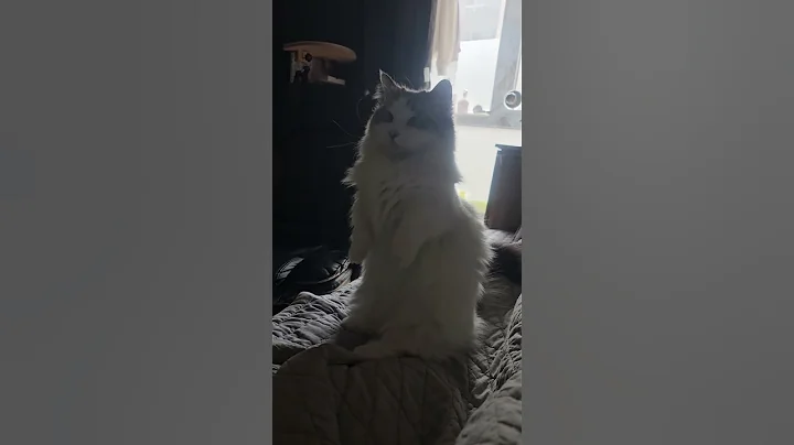 Video 10680321: munchkin cat cutecat, cats cutecats catlife, fluffy cat, cat cute fluffy