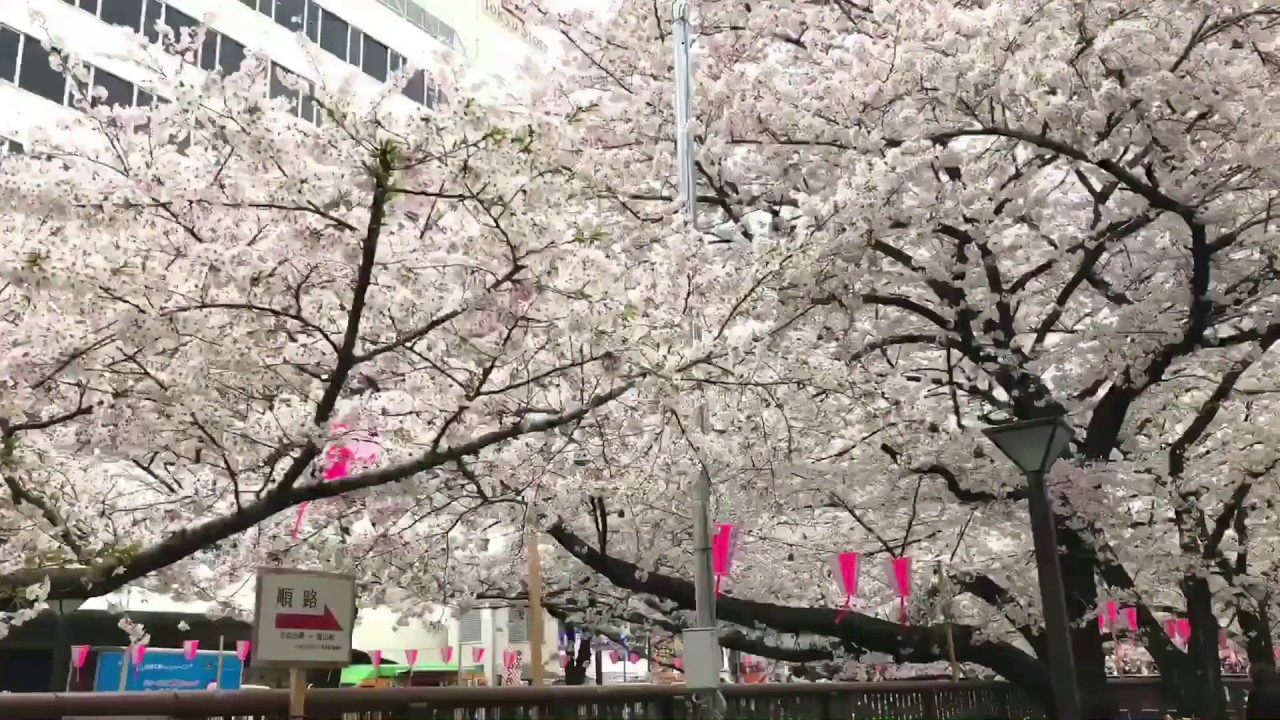 目黒川 桜並木 のライブカメラ開花状況と最寄駅 ふるさと情報いろいろ