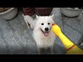 Dog Reactions To Chicken Toys