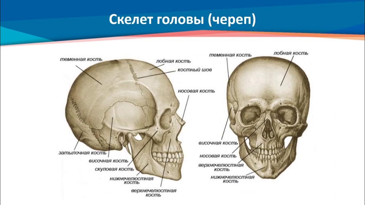 Череп делится на. Череп делится на. Парные кости черепа человека. Лицевой отдел черепа кости обозначение. Кости черепа анатомия.