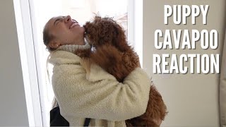 Watch This Cavapoo Puppy's Reaction When Mummy Returns Home