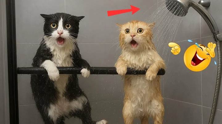 Video 10880901: laugh pets funny cat, cats dogs pets laugh, cat dog animals pets