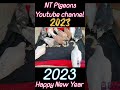 ❤️😍Happy New Year Pigeons Amezing video New shorts status kabutar video 2023 NT Pigeons Youtube ❤️👍