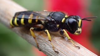 Ectemnius sexcinctus