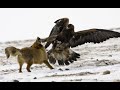 Жуткие нападения орла на людей и животных. Орел в деле. Eagle attacks on animals