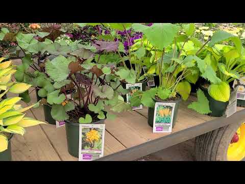 Video: Vad är Ligularia - Hur man odlar raggörtsväxter