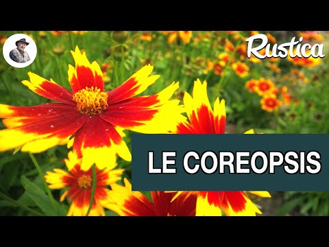 Vidéo: Coreopsis (60 Photos): Plantation Et Entretien En Plein Champ, Teinture, Variétés à Grandes Fleurs Et Lancéolées, éponge Et Jaune