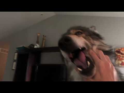 Wolf Face Squeeze