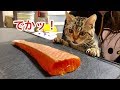 猫に巨大なサーモンをプレゼントするとこうなりますｗ