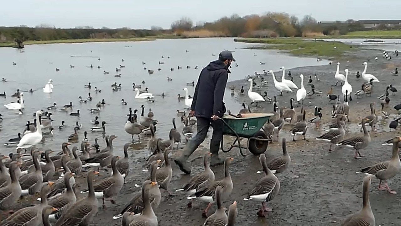 A tour of Slimbridge Wetland Trust, with rare Snow Geese and a Ross's Goose sightings.