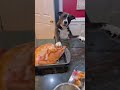 Cute dog #Funny #Cute #Dog #Trending #Pets #ForYou