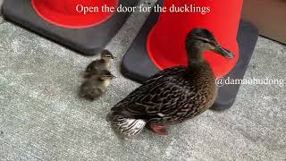 Open the door for the ducklings