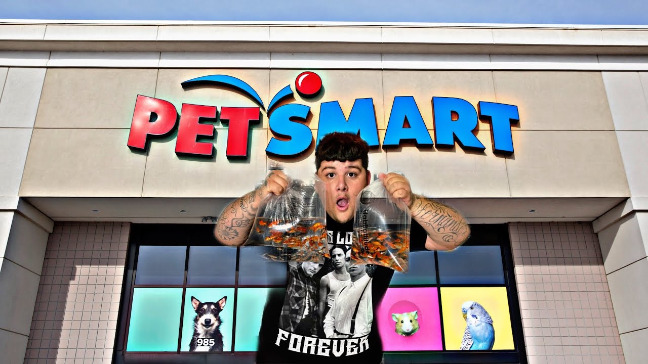 BUYING EVERY FEEDER FISH IN PETSMART! (BAIT TANK) YouTube