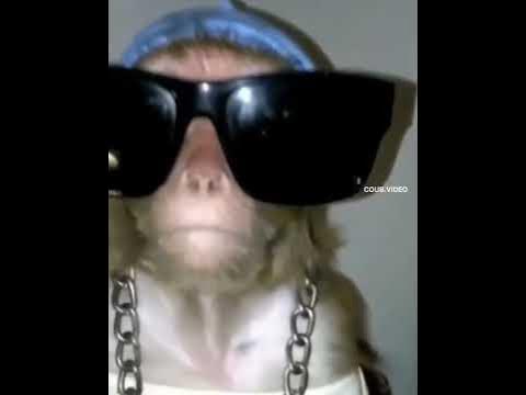 крутая обезьяна) - YouTube