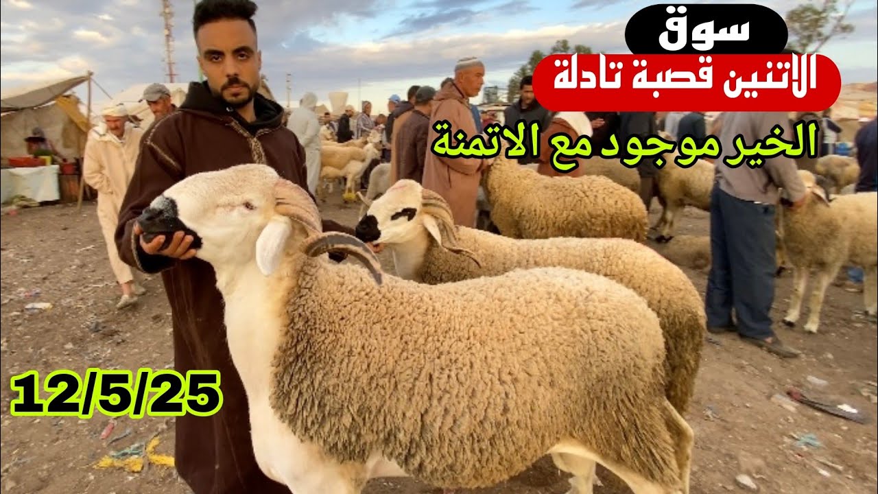 مباشرة من سوق الاتنين قصبة تادلة 12/5/25 مع تمن الحولي و النعجة و الحولية 🐑🐑🇲🇦