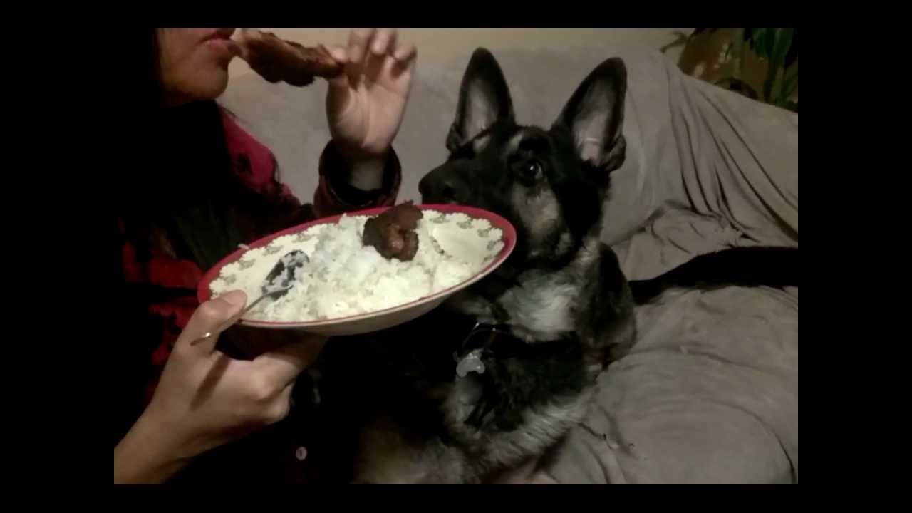 Dog Tease Extreme! YouTube