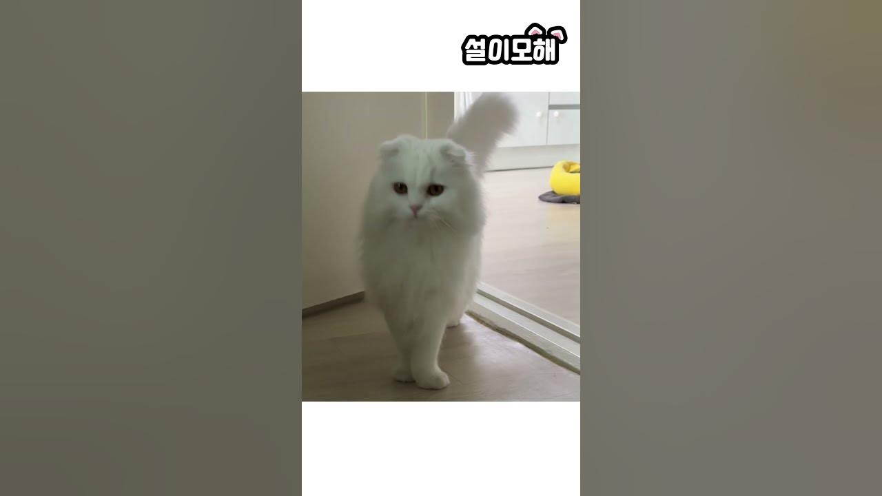 Cat Singing IPhone Call Sound Effect cat-singing-iphone-call-sound-effect