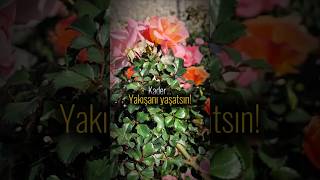 Kader.. Isözler Şfet Öz Özler Şfetedüş