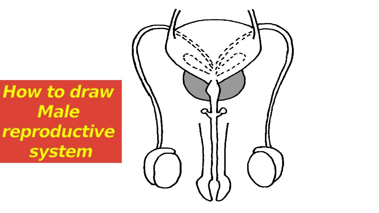 Male Reproductive System Diagram | Quizlet