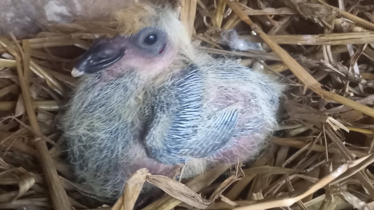 Suivi de l'élevage de pigeons (février 2023)