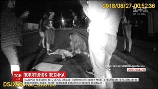 У Хмельницькому копи та небайдужі містяни врятували собаку, якого збила автівка У Хмельницькому копи та небайдужі містяни врятували собаку, якого збила автівка
