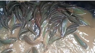 4-Month-Old Climbing Perch, Fish Released from the Wild.