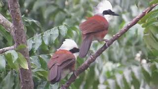White Crested Laughingthrush Part 2 Melodious Chirps
