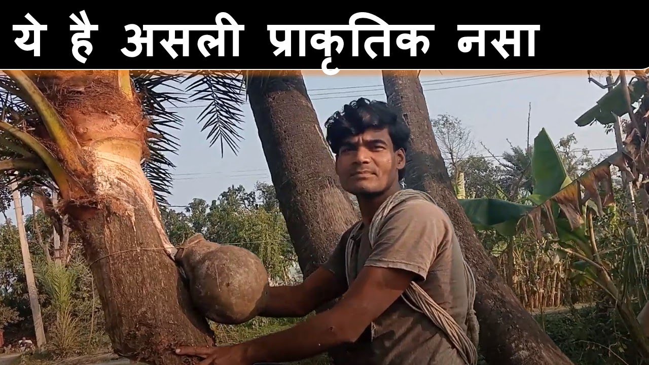 तारी के लिए खजूर पर पासी l 