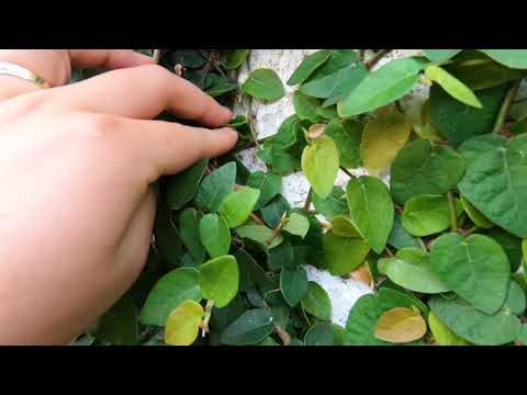 Video Trồng cây vảy ốc trong nhà phố che mát - youtube