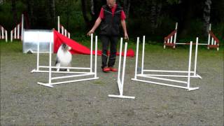 Jumping grid exercises agility / hyppytekniikka HT Timmy&Sammy BG, 4-4-6, bending 20160805