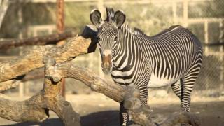 The living desert is an aza accredited zoo and conservation center
whose mission through preservation, education, appreciation. fo...