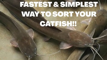 FASTEST AND SIMPLEST WAY TO SORT AND COUNT YOUR FISH 🐠