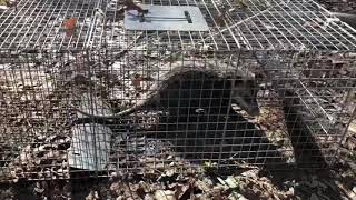Opossum in the trap