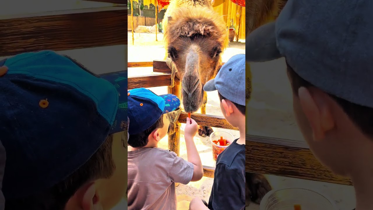 Magic safari parkidan obzor 