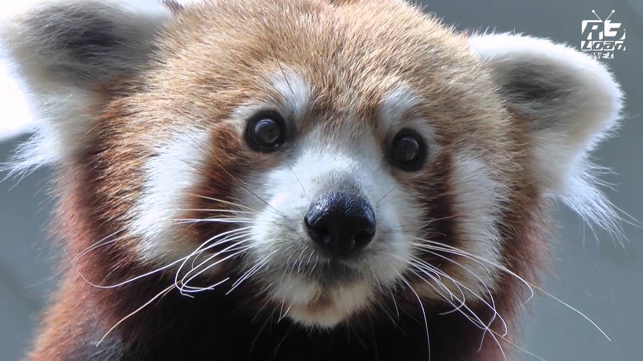 red panda river safari