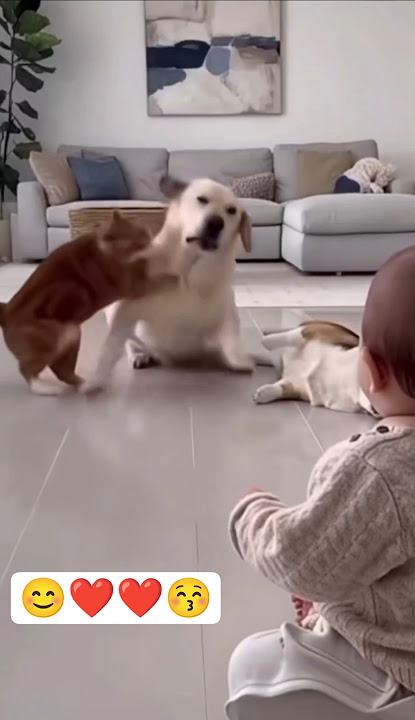 #funny #ytshorts #foryou #viral #viralshorts #short #cutedog #viralvideo #trending