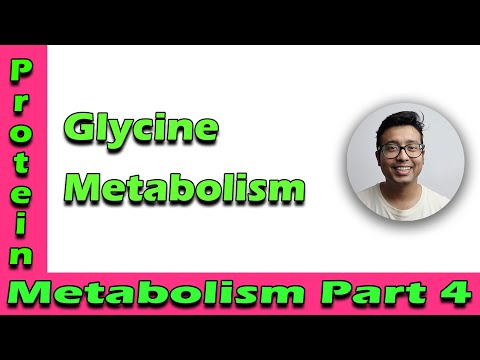 Glycine Metabolism : Must Know Essentials for Medical