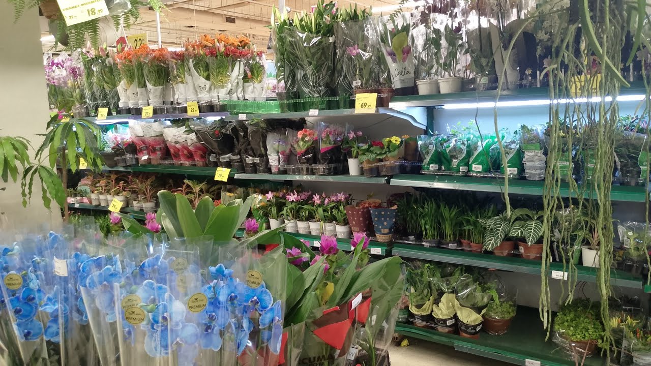 Sexta feira no Carrefour Norte Shopping R J #plantas floridas e muito mais