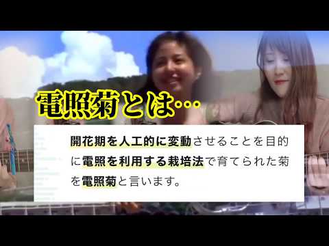 【4児母よっち】電照菊/かりゆし58  (2007年)原曲キー+3