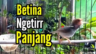 PRENJAK BETINA Ngetir Panjang Istimewa Suara Jernih, cocok buat Masteran ataupun Pancingan.