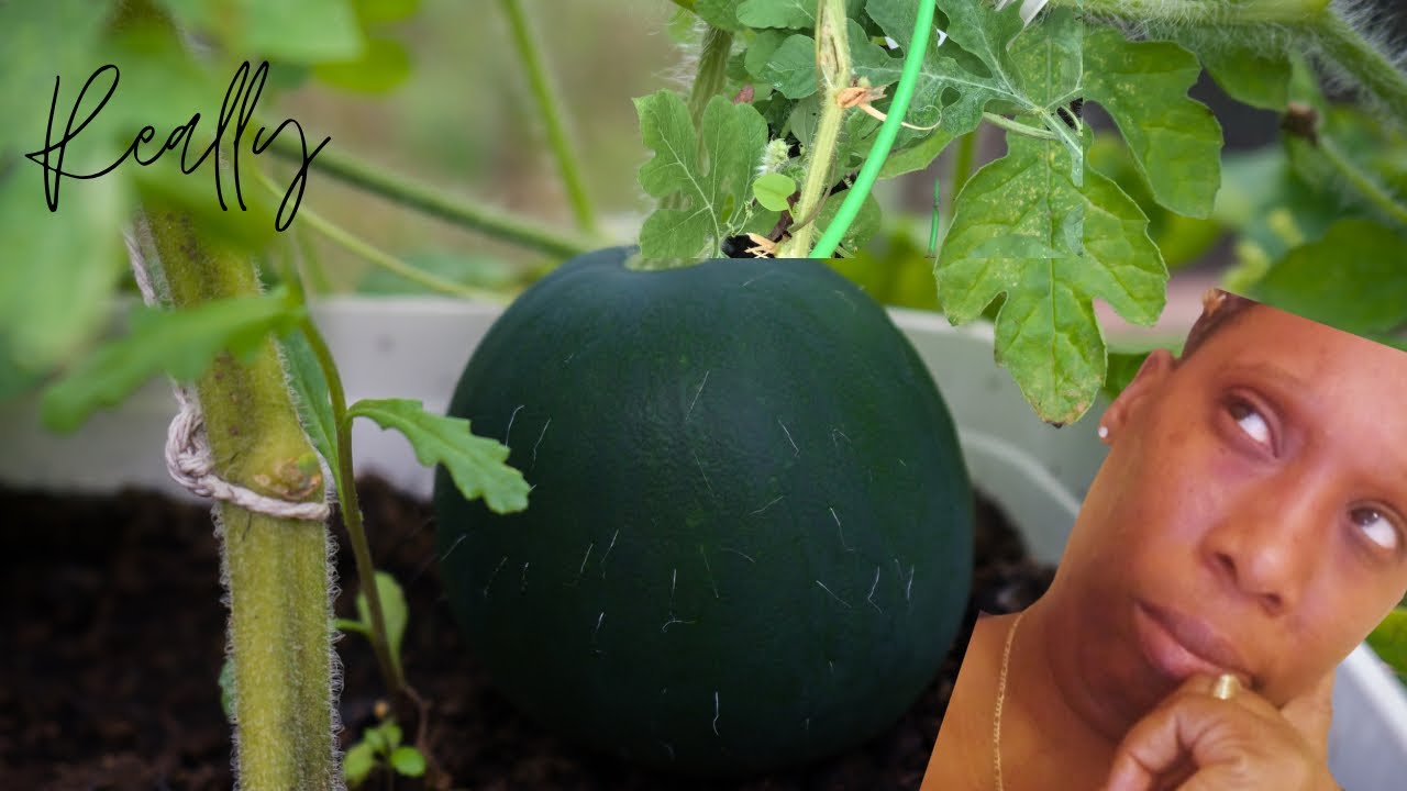 Sugar, baby, watermelon YouTube