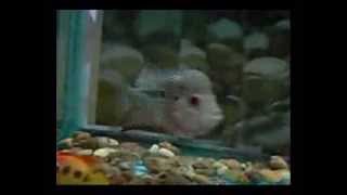 Tkml 97 -- 3 Thai Kamalau -- Www.aquaticwonderland.com