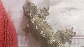 Tokkhok Video, Tokkhok Animal Price, Tokkhok Sound, Tokkhok