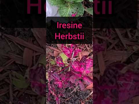 Vídeo: Iresine Plant Info - Aprenda sobre o cultivo de plantas Bloodleaf