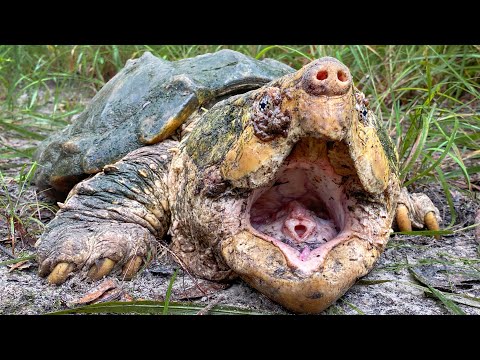 INSANE Alligator Snapping Turtle POV Trapping!!