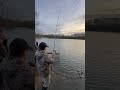 Freddie's first 2lb roach